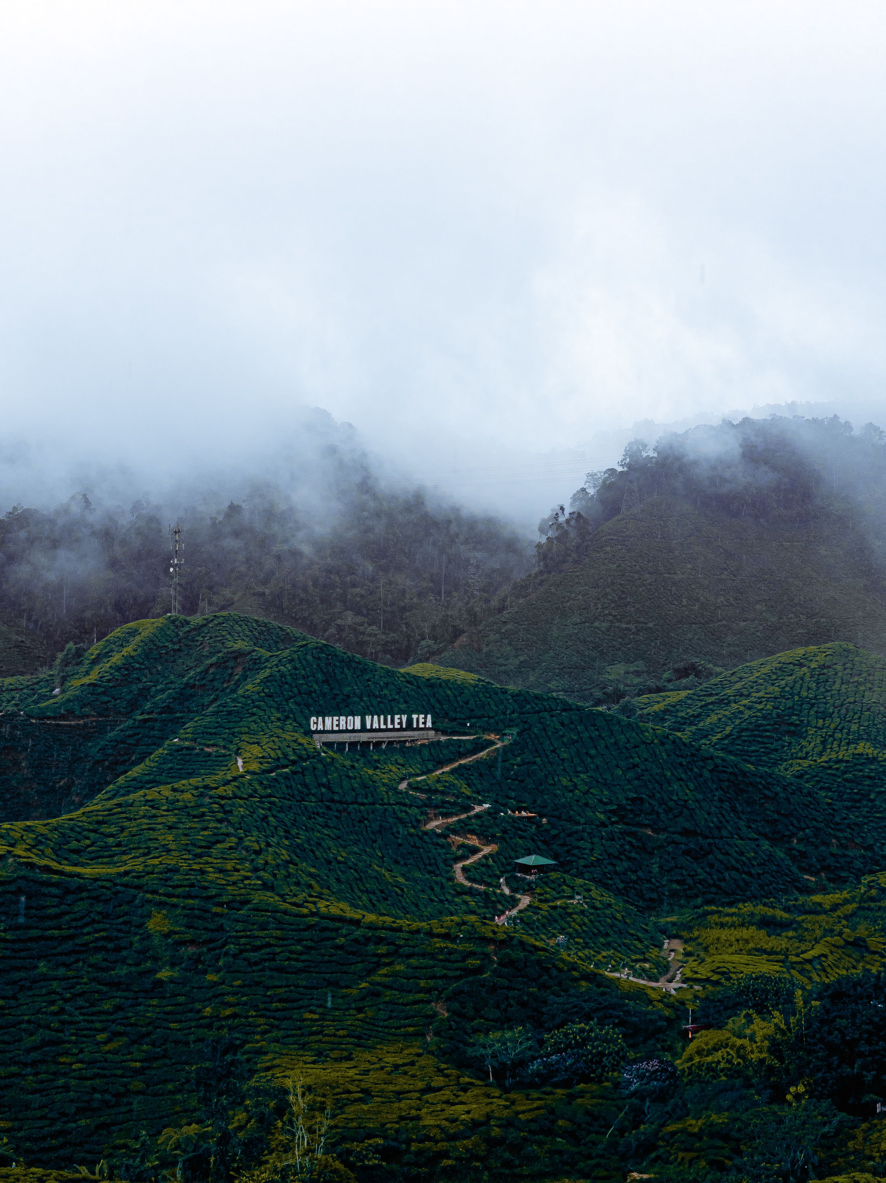 Cameron Highlands tea plantation Malaysia